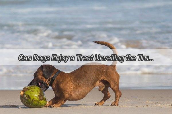 Can Dogs Enjoy a Treat Unveiling the Truth About Feeding Your Pooch Biscuits